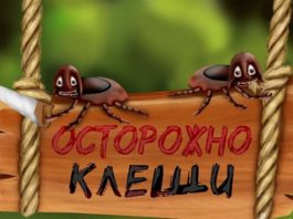Как вытащить клеща правильно